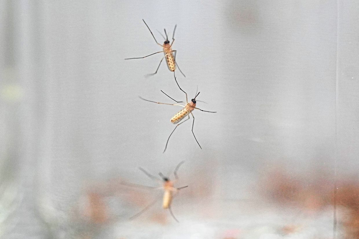 Mosquitoes cling to the inside of a jar loaded with repellent during a test. You can eliminate mosquitoes from your backyard by not allowing water to collect. — DAVID ZALUBOWSKI/AP