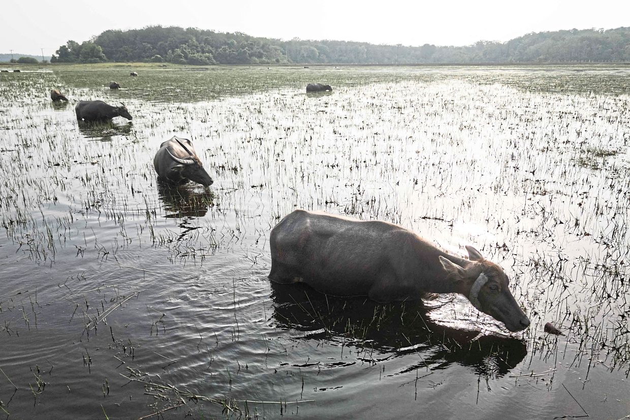 Buffaloes grazing on aquatic plants in the seasonally dry peat swamp. The loss of peatland affects residents and wildlife.