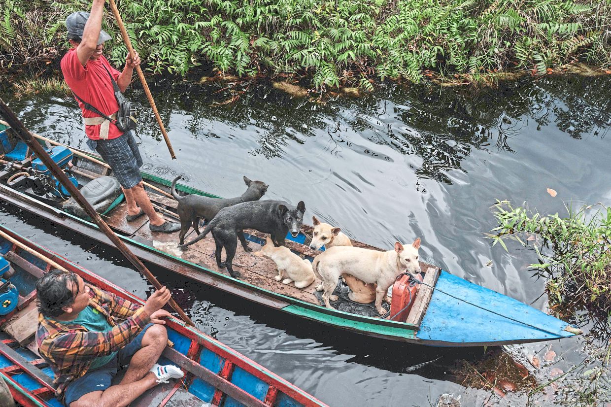 A hunter poling a boat with his hunting dogs along a canal built to navigate through the peatland forest in Lebung Itam.