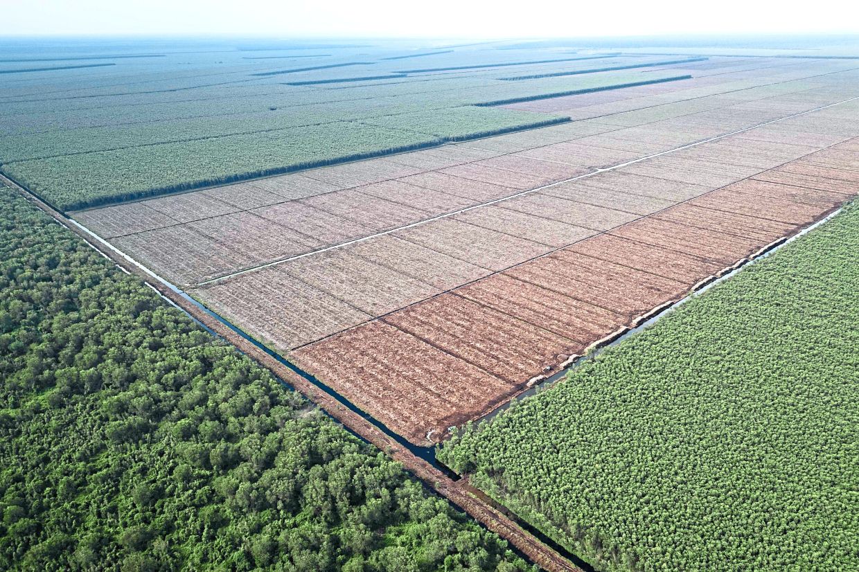 An aerial view of canals dividing the peatland forest (L) and an acacia plantation in Lebung Itam.