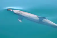 Some Australian dolphins hunt with a sponge on their beak, like a clown nose