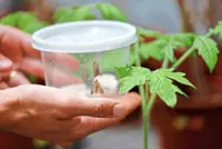 When plants talk, insects listen: study