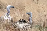 Five rescued vultures released back into the wild in South Africa