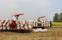 Vietnam rice exporters seek action after Philippines halts imports