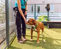 Pets in crisis: Cost-burdened New Yorkers give them up, shelters turn them away