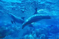 QuickCheck: Do dolphins ‘enjoy’ a puffer fish's deadly toxins?
