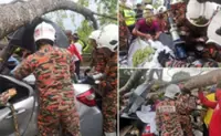 Family of three escape unhurt after falling tree crushes car