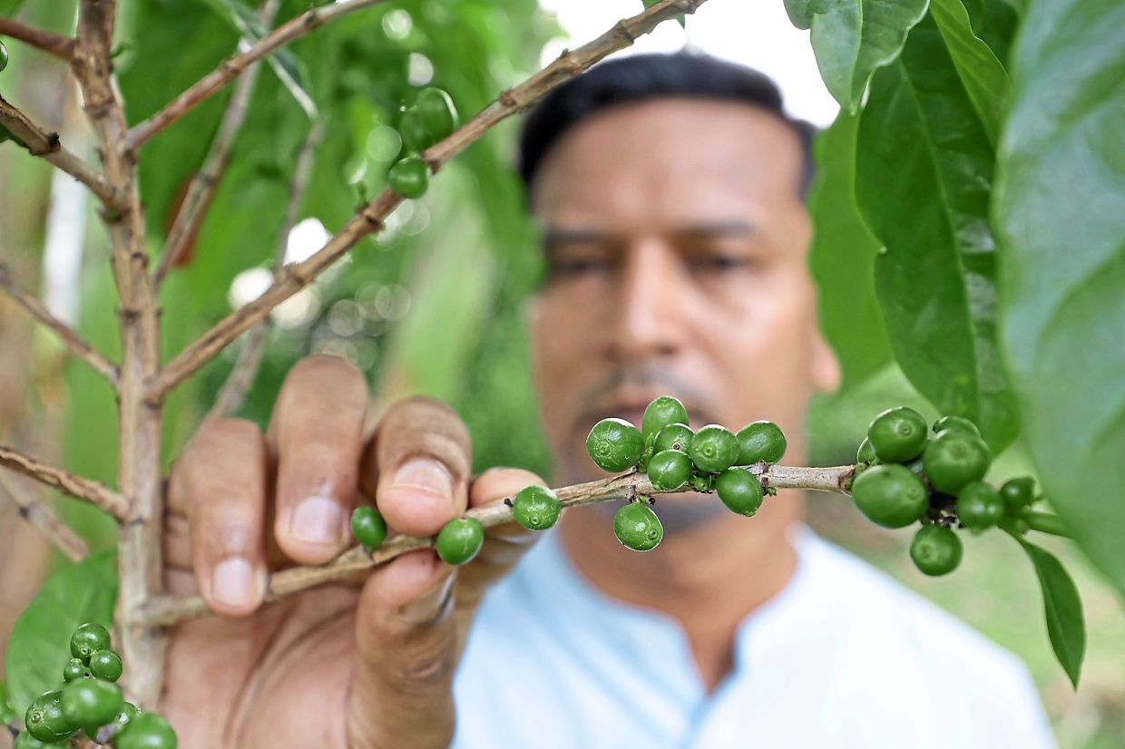 Quayside Knight Frank operations manager R. Vengdesh Varan holding a coffee plant at Quayside Condominium urban garden.