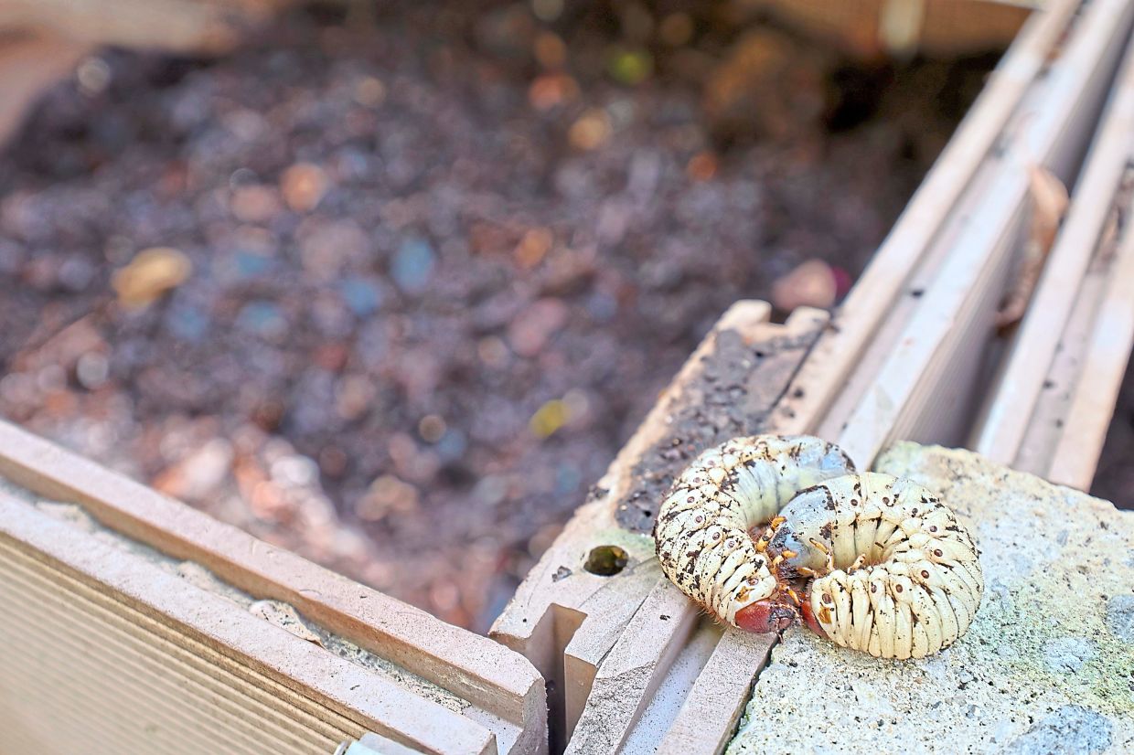 Grubs like these from the compost at the Quayside Seafront Resort Condo help aerate the soil and recycle nutrients.