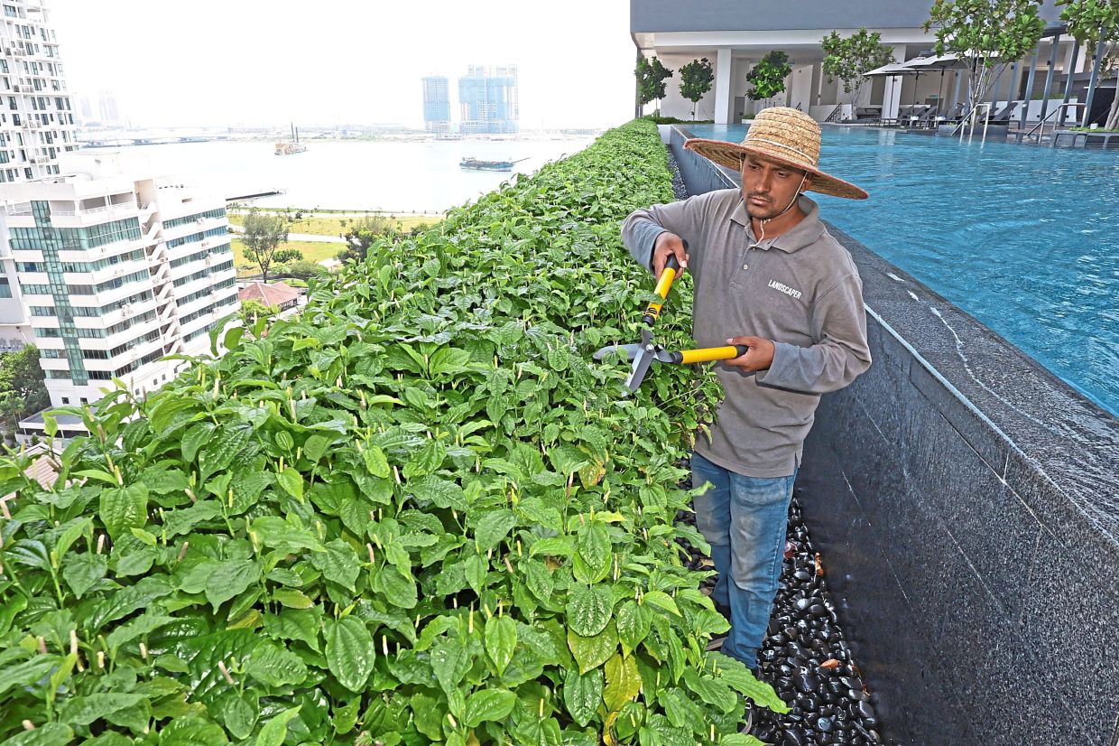 A gardener at Marriott Residences Penang trimming the herbal hedge located on the 11th floor of the property in Gurney Drive, Penang.