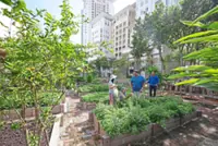 City farms sprouting at high-rises in Penang