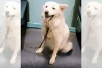 Dog abandoned inside train in India stokes outrage amid crackdown on strays