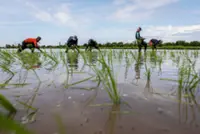 Agriculture sector contributes over 20pc of Kelantan's GDP, says MB