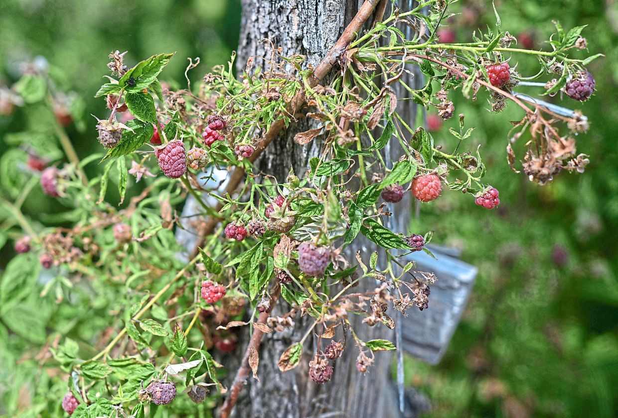 How a stem of dried-up raspberries looks like. — AFP
