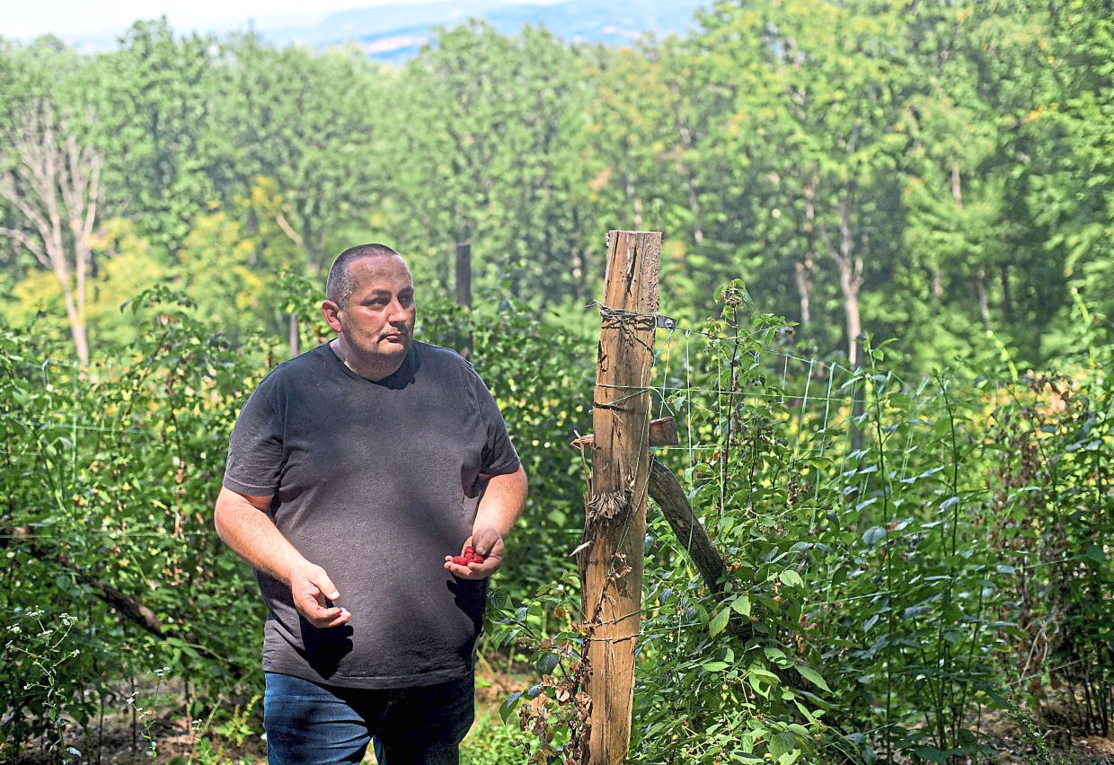 Mitic’s boss Pilcevic holding raspberries salvaged from his parched farm ahead of harvesting near Arilje. The Arilje region in western Serbia, well known for its red berries, has dried up this summer due to climate change; extreme drought followed a late frost a few months earlier, which weakened the raspberries while they were in flower. — AFP