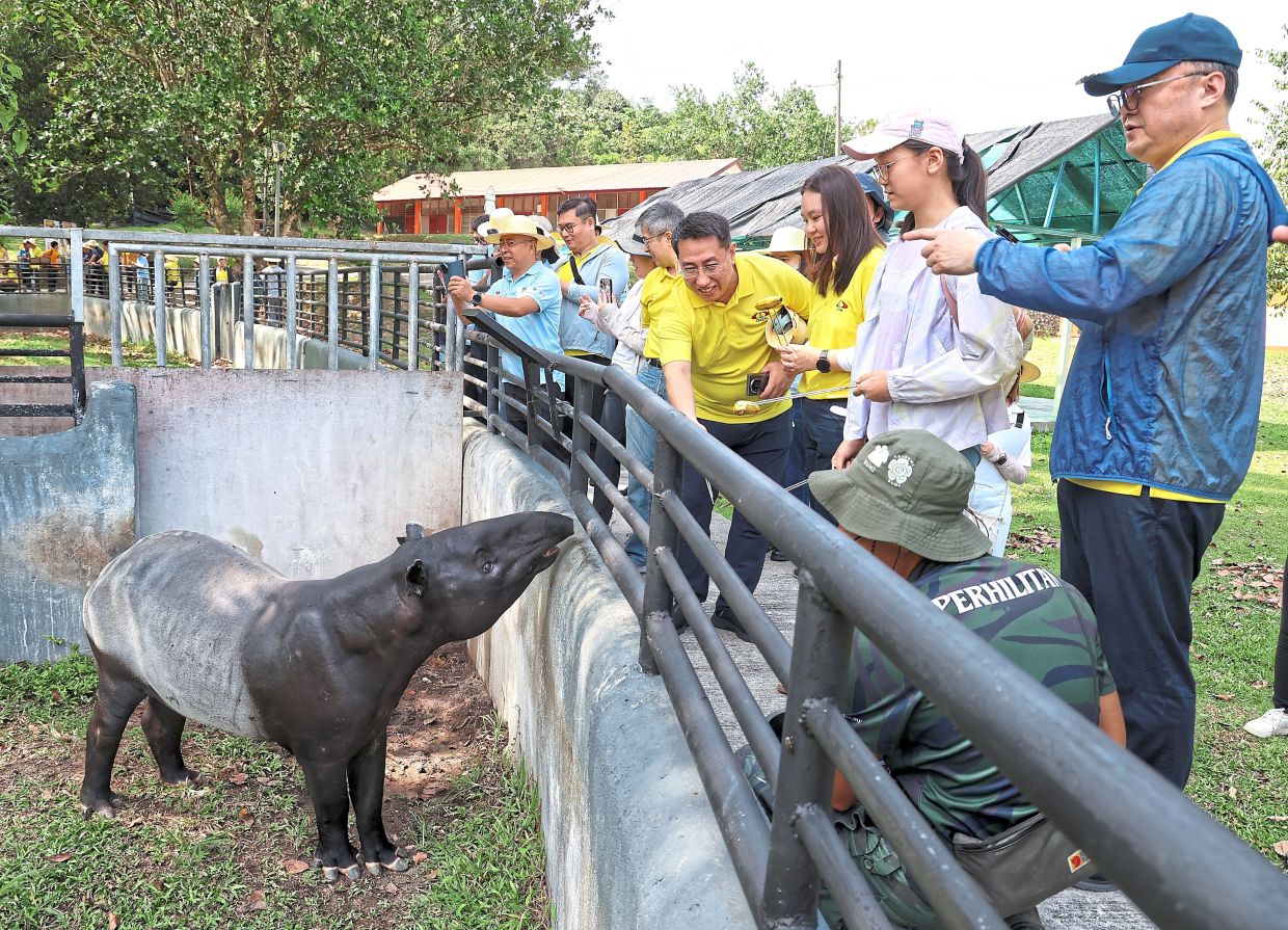 Feeding session of the Malayan tapir at Sungai Dusun Wildlife Conservation Centre. Photo: MUHAMAD SHAHRIL ROSLI/The Star 