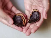 QuickCheck: Does ‘buah keluak’ contain a deadly toxin?