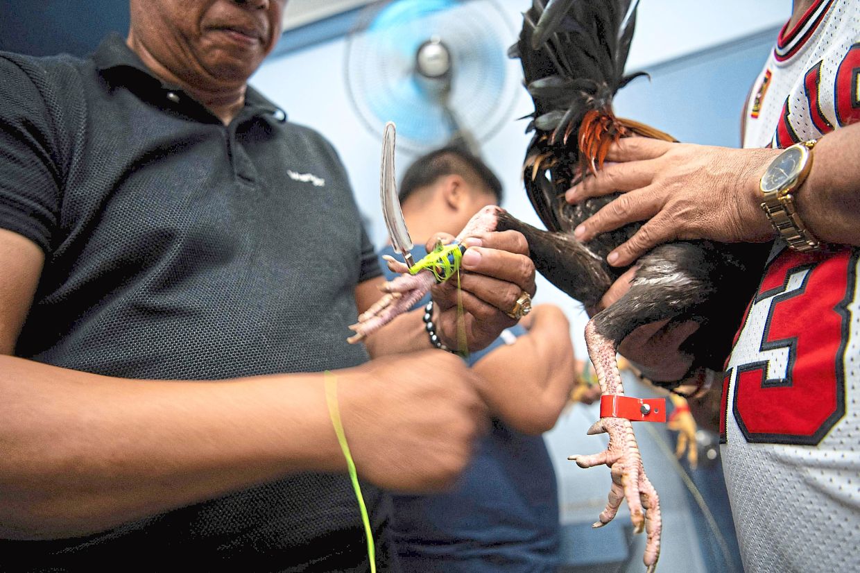 A cockfighting enthusiast attaching a spur (locally know as Tari) prior to a cockfight. — AFP