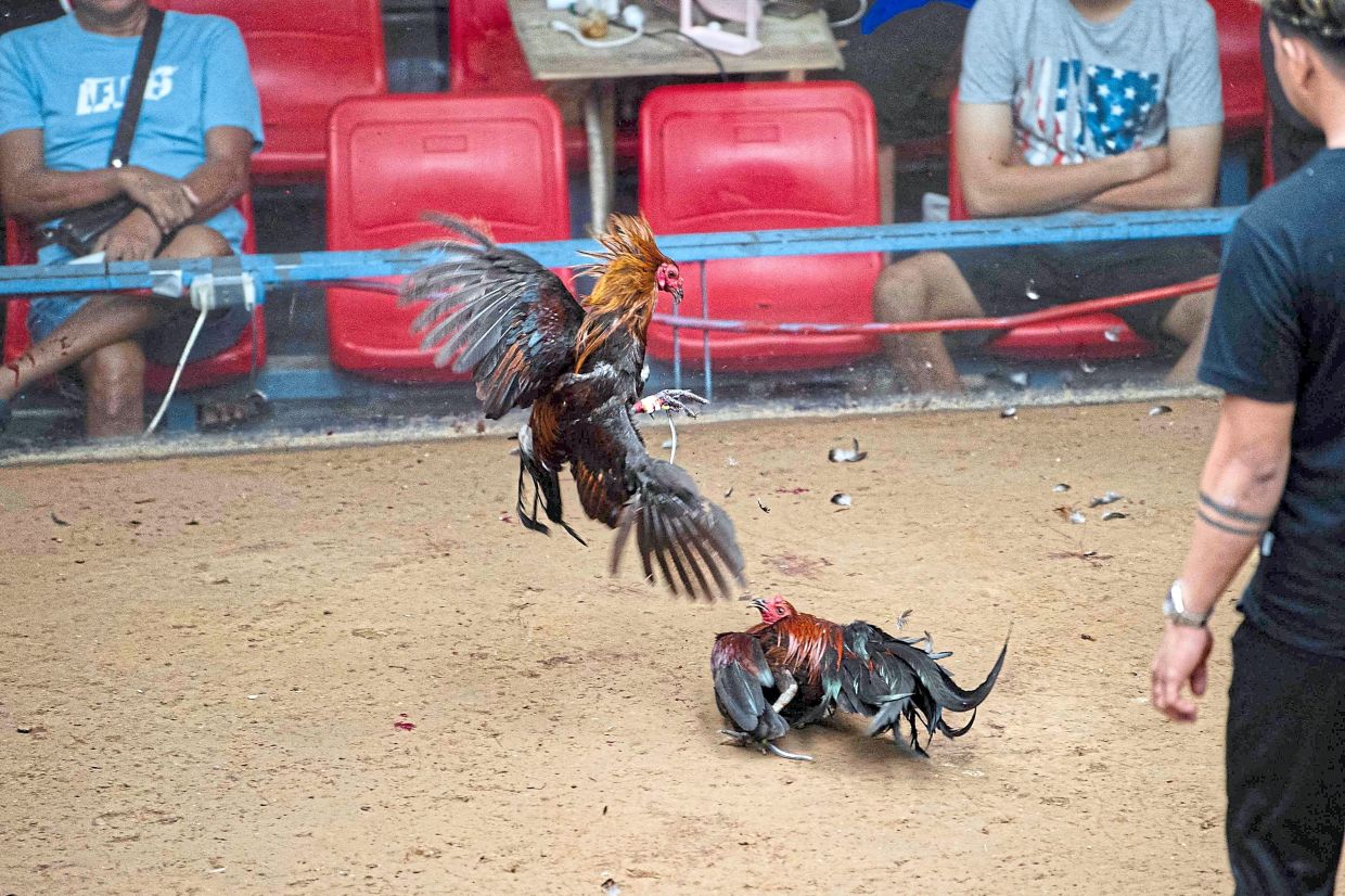 National obsession: People watching a cockfight in Bulacan province, north of Manila.— AFP
