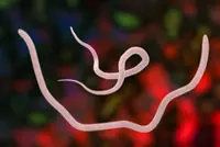 Death of a four-year-old Indonesian due to extreme worm infection sparks online outrage