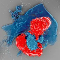 ‘Youthful’ immune system promotes autoimmune diseases