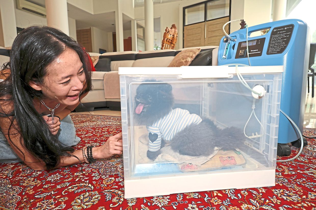 Tan’s dog Rufio in his oxygen tank because of a heart condition.