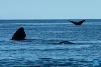 Record southern right whale numbers highlight hope, challenges along Australian coast