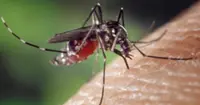 Laos expands eco-friendly mosquito method to combat rising dengue issues