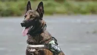 Sniffer dog mauls four-year-old boy at Kolkata Airport; family cancels holiday plan to Malaysia