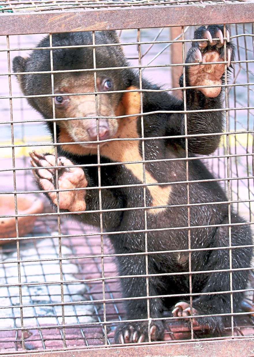 The Malayan Sun Bear (below) are highly sought after animals which are often smuggled.
