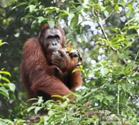 Animal watching has tourism potential for Sabah