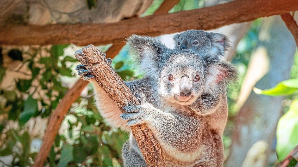 Visitors to Lone Pine Koala Sanctuary can experience rare, close encounters with koalas.
