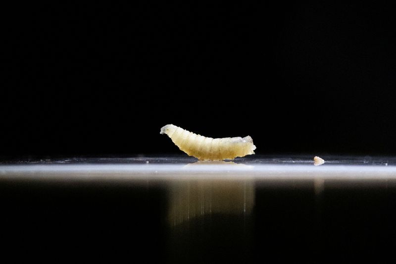 Exclusive-U.S. confirms nation&#039;s first travel-associated human screwworm case connected to Central American outbreak
