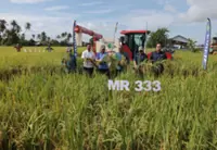 Mardi rolls out Menora, a new high-yield, disease-resistant rice variety