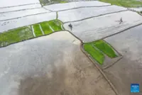 10,000 snakes to be released to protect Indonesia's West Java rice fields from rats