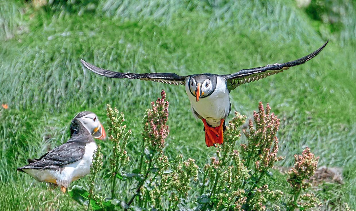 Wings beating furiously, a puffin makes a wobbly landing near its burrow on Iceland’s grassy headlands.
