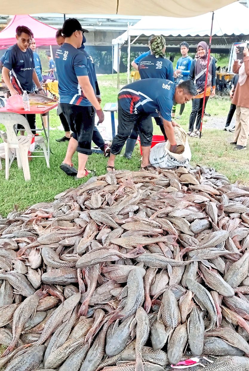 A total of 20,946 metric tonnes of ikan bandaraya were caught in 2024 and a further 32,670 so far this year.