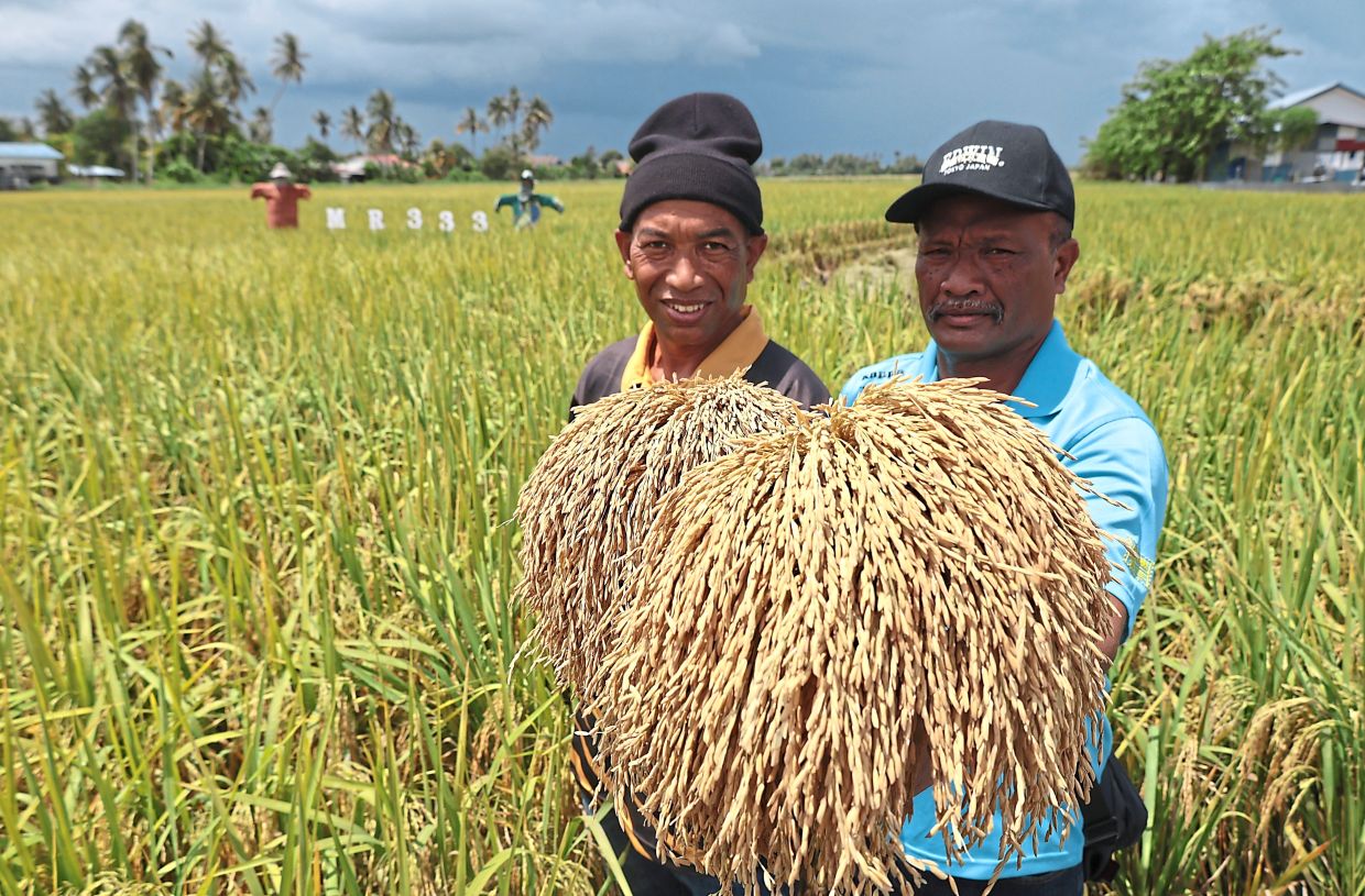 New padi variety boosts yields