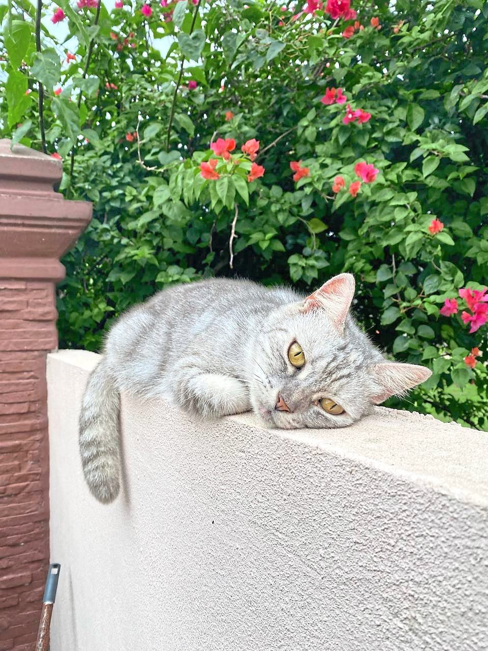 Nor Shahira vented and cried to her cat, Amber, when she lost several loved ones. — NOR SHAHIRA KHAIDIR