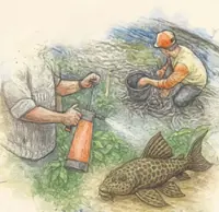 Turning invasive catfish into organic resource