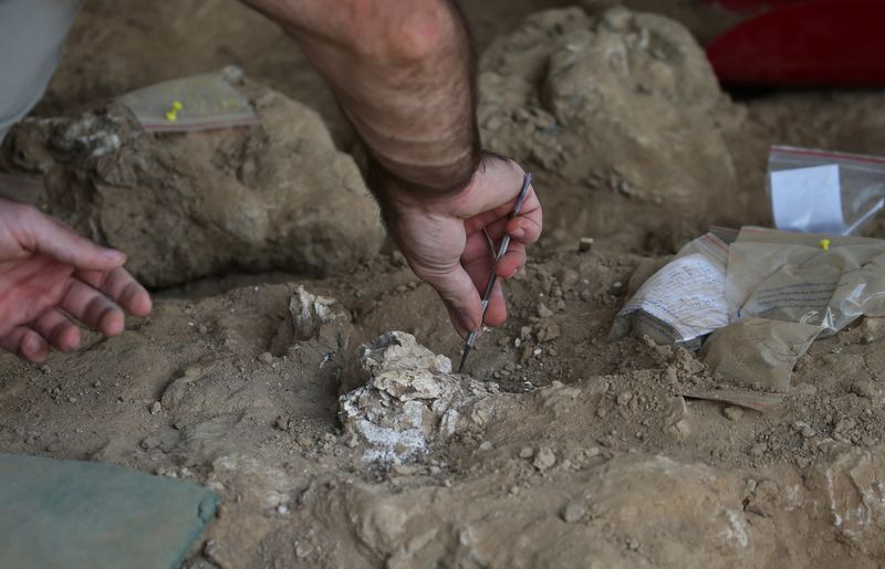 V Gruziji odkrili 1,8 milijona let staro človeško čeljustnico