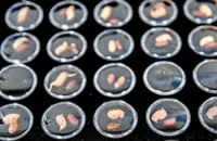 Search for the perfect peanut