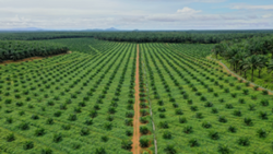 KLK posts 44% jump in 3Q profit, expects palm oil prices to stay volatile