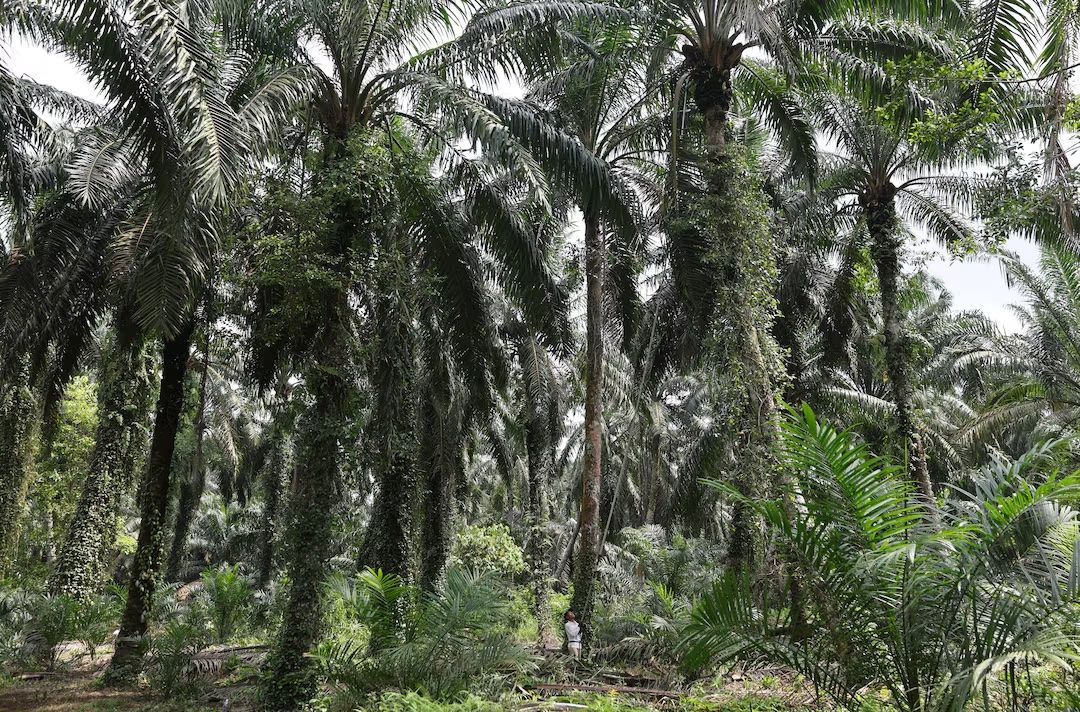 Malaysia verfügt über Notfallpläne für Exporte gemäß EU-Vorschriften