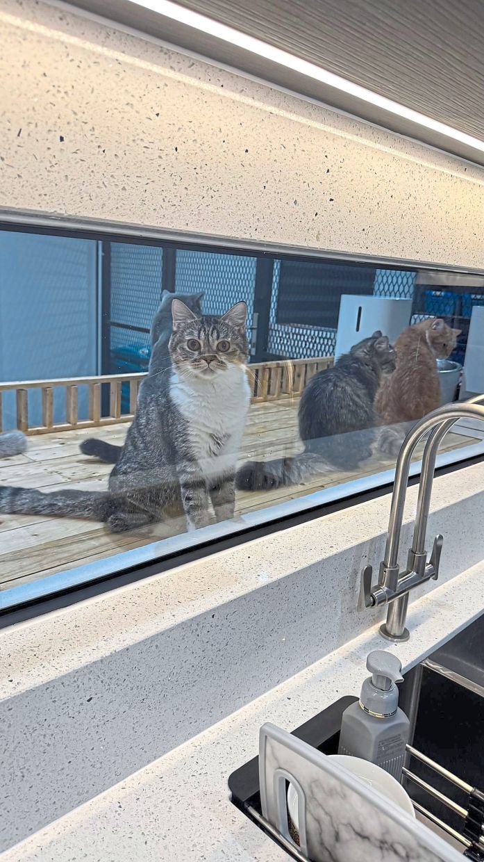 The window panel allows the cats to watch Ahmad Rashidi while he’s in the kitchen, and he can also keep an eye on them. Photo: Ahmad Rashidi Abdul Rashid
