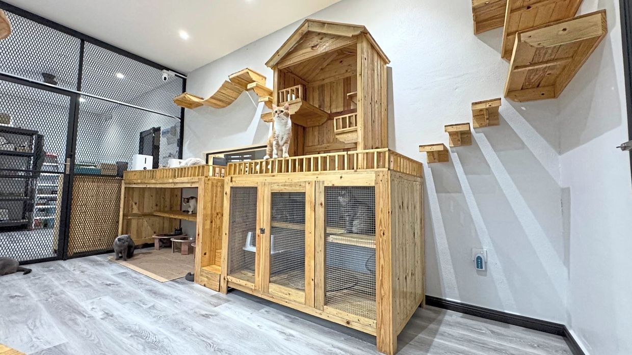 Every inch of the main room is tailored to suit feline needs, from high spaces for climbing to cosy corners for napping. Photo: Ahmad Rashidi Abdul Rashid