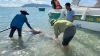 HCM City seeks urgent solutions to conserve endangered dugong population in Con Dao island
