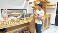 Purrfect home: Cat owner renovates house for 11 furkids