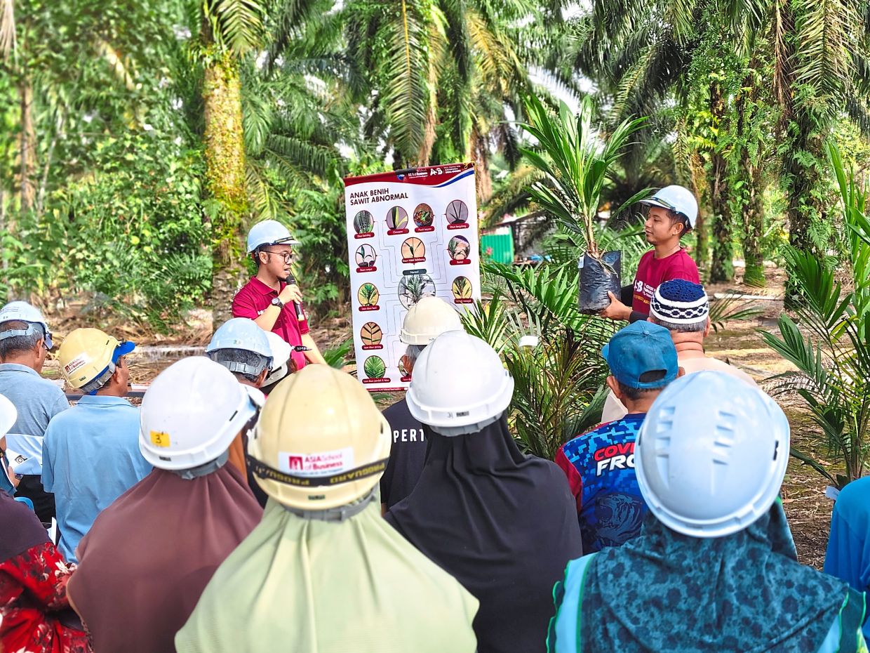 CSS regularly conduct field demos for certified smallholders, focusing on selecting quality planting material and effective replanting techniques. Such sessions support smallholders in boosting productivity through sustainable practices.