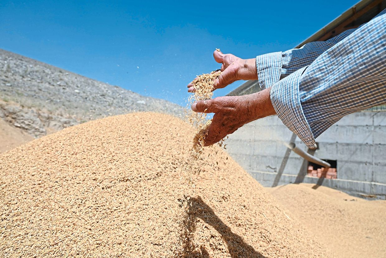 Saparov shows rice husks after grain processing at his rice farm in the Batken region.